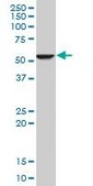 Monoclonal Anti-FADS1, (N-terminal) antibody produced in mouse clone 2D9, purified immunoglobulin, buffered aqueous solution
