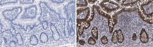 Anti-Caspase-1 (p20) Antibody, clone 2G4 , ZooMAb&#174; Rabbit Monoclonal recombinant, expressed in HEK 293 cells