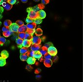 Anti-Influenza A Nucleoprotein Antibody, clone A1 ZooMAb&#174; Mouse Monoclonal recombinant, expressed in HEK 293 cells