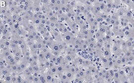 Anti-DUSP6 Antibody, clone 1H14 ZooMAb&#174; Rabbit Monoclonal recombinant, expressed in HEK 293 cells