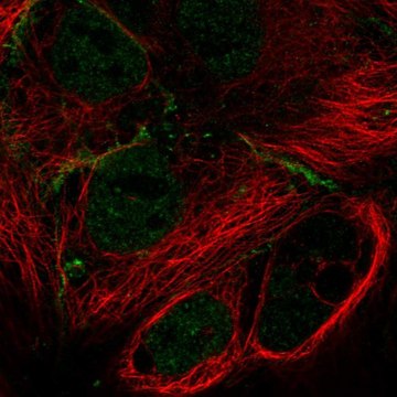 Anti-MPP7 antibody produced in rabbit Prestige Antibodies&#174; Powered by Atlas Antibodies, affinity isolated antibody