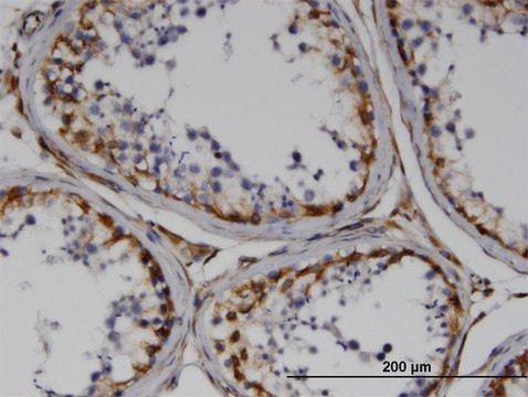 Monoclonal Anti-RND3 antibody produced in mouse clone 1D2, purified immunoglobulin, buffered aqueous solution