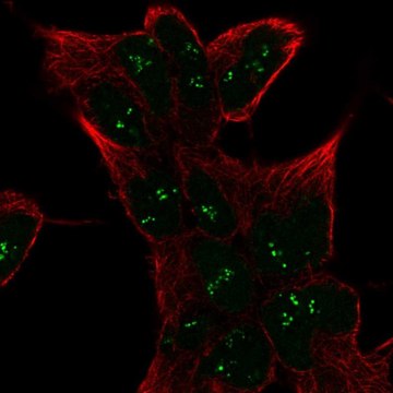Anti-SESN1 antibody produced in rabbit Prestige Antibodies&#174; Powered by Atlas Antibodies, affinity isolated antibody