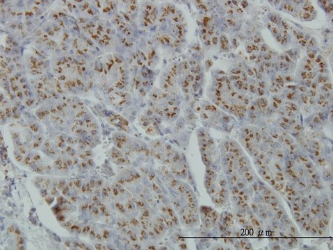 Monoclonal Anti-MGAT4A antibody produced in mouse clone 4H4, purified immunoglobulin, buffered aqueous solution