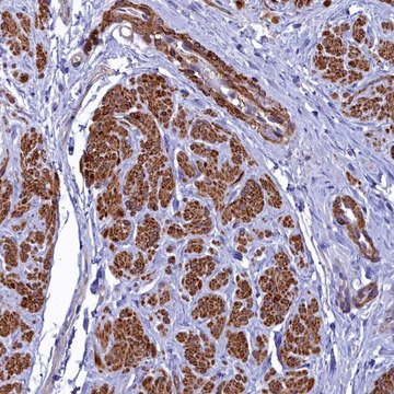 Anti-FADS3 antibody produced in rabbit Prestige Antibodies&#174; Powered by Atlas Antibodies, affinity isolated antibody, buffered aqueous glycerol solution