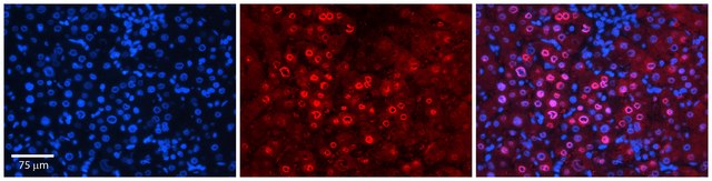 Anti-FOS antibody produced in rabbit affinity isolated antibody