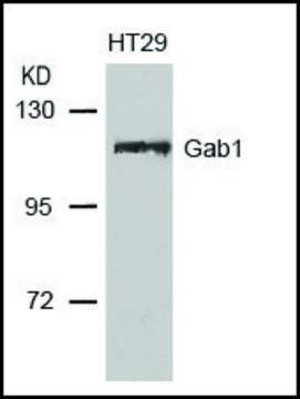 Anti-GAB1 (Ab-627) antibody produced in rabbit affinity isolated antibody