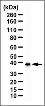 Anti-G&#946;5 Antibody serum, from rabbit