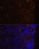 Anti-CD86 antibody produced in rabbit