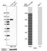 Anti-CD44 antibody produced in rabbit Prestige Antibodies&#174; Powered by Atlas Antibodies, affinity isolated antibody, buffered aqueous glycerol solution