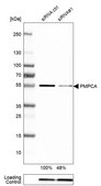 Anti-PMPCA antibody produced in rabbit Prestige Antibodies&#174; Powered by Atlas Antibodies, affinity isolated antibody, buffered aqueous glycerol solution