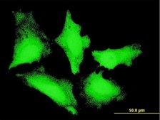 Monoclonal Anti-C13orf24 antibody produced in mouse clone 7B7, purified immunoglobulin, buffered aqueous solution