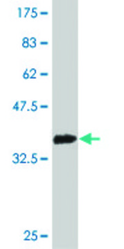 Monoclonal Anti-RBP3 antibody produced in mouse clone 4F3, purified immunoglobulin, buffered aqueous solution