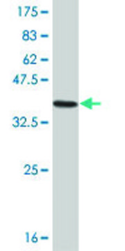 ANTI-LHX1 antibody produced in mouse clone 3G3, purified immunoglobulin, buffered aqueous solution