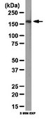 Anti-INF2 Antibody from rabbit, purified by affinity chromatography