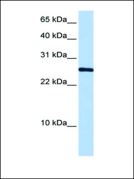 Anti-CIRBP antibody produced in rabbit affinity isolated antibody
