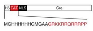 TAT-CRE Recombinase TAT-CRE Recombinase is a recombinant cell-permeant fusion cre-recombinase protein consisting of TAT sequence, a nuclear localization sequence (NLS) and it is known to catalyze the site specific recombination event between two loxP DNA sites.