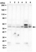 Anti-récepteur d'ocytocine from rabbit, purified by affinity chromatography