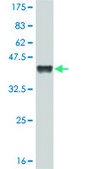 Monoclonal Anti-TCF7L2 antibody produced in mouse clone 3D7, purified immunoglobulin, buffered aqueous solution