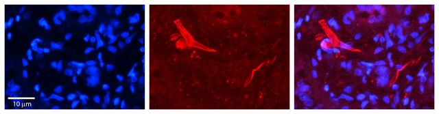 Anti-OGT affinity isolated antibody