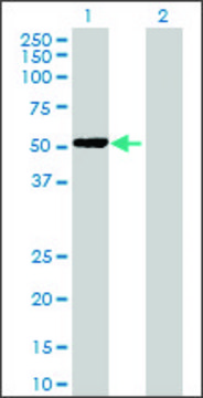 Anti-PPP2R3C antibody produced in mouse whole antiserum, buffered aqueous solution