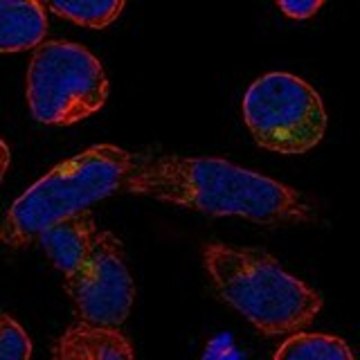 Anti-B3GNT7 antibody produced in rabbit Prestige Antibodies&#174; Powered by Atlas Antibodies, affinity isolated antibody, buffered aqueous glycerol solution