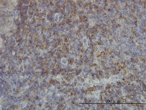 Monoclonal Anti-SH2D3C antibody produced in mouse clone 3B2, purified immunoglobulin, buffered aqueous solution