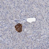 Anti-STXBP1 antibody produced in rabbit Prestige Antibodies&#174; Powered by Atlas Antibodies, affinity isolated antibody, buffered aqueous glycerol solution