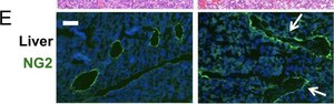 Anti-NG2 Chondroitin Sulfate Proteoglycan Antibody Chemicon&#174;, from rabbit