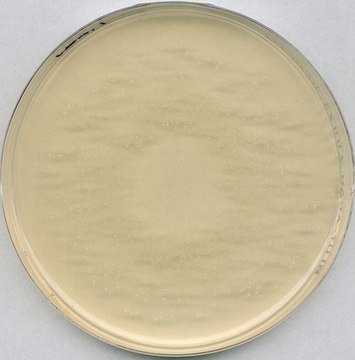 ROGOSA agar Lactobacillus selective agar for microbiology