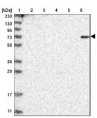 Anti-DTL antibody produced in rabbit Prestige Antibodies&#174; Powered by Atlas Antibodies, affinity isolated antibody, buffered aqueous glycerol solution