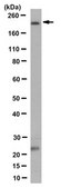 Anti-PLA2R Antibody, clone 5F5.1 clone 5F5.1, from mouse