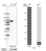 Anti-PVR antibody produced in rabbit Prestige Antibodies&#174; Powered by Atlas Antibodies, affinity isolated antibody, buffered aqueous glycerol solution