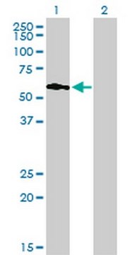Anti-PIP5K3 Mouse mAb (6C7) liquid, clone 6C7, Calbiochem&#174;