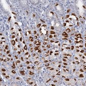 Anti-ATP4A antibody produced in rabbit Prestige Antibodies&#174; Powered by Atlas Antibodies, affinity isolated antibody, buffered aqueous glycerol solution