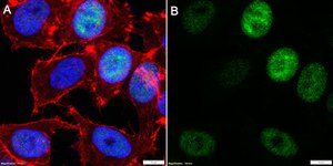 Anti-SREBP1 Antibody, clone 2D21 ZooMAb&#174; Rabbit Monoclonal recombinant, expressed in HEK 293 cells
