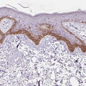 Anti-NFE2L3 antibody produced in rabbit Prestige Antibodies&#174; Powered by Atlas Antibodies, affinity isolated antibody, buffered aqueous glycerol solution