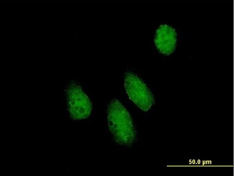 Anti-NUPL1 antibody produced in mouse IgG fraction of antiserum, buffered aqueous solution