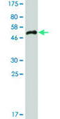 Monoclonal Anti-SFRS5 antibody produced in mouse clone 2C8, ascites fluid