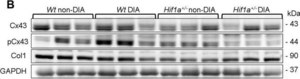 Anti-Connexin-43 antibody produced in rabbit affinity isolated antibody, buffered aqueous solution