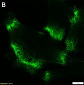 Anti-MCT1/SLC16A1 Antibody, clone 2B21 ZooMAb&#174; Rabbit Monoclonal recombinant, expressed in HEK 293 cells