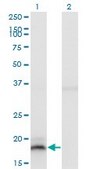 Monoclonal Anti-IFNA13 antibody produced in mouse clone 3F9, purified immunoglobulin, buffered aqueous solution