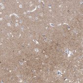 Anti-CNTNAP4 antibody produced in rabbit Prestige Antibodies&#174; Powered by Atlas Antibodies, affinity isolated antibody, buffered aqueous glycerol solution