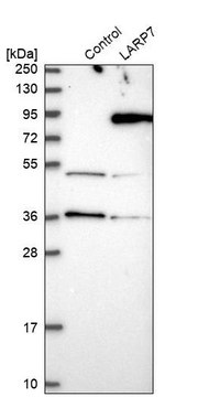 Anti-LARP7 antibody produced in rabbit Prestige Antibodies&#174; Powered by Atlas Antibodies, affinity isolated antibody, buffered aqueous glycerol solution, ab2