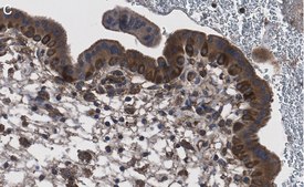 Anti-NF-kB p65 subunit Antibody, clone 1D8 ZooMAb&#174; Rabbit Monoclonal recombinant, expressed in HEK 293 cells