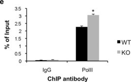 Anti-RNA polymerase II Antibody, clone CTD4H8 clone CTD4H8, Upstate&#174;, from mouse