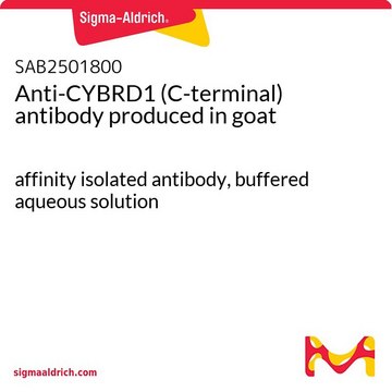 Anti-CYBRD1 (C-terminal) antibody produced in goat affinity isolated antibody, buffered aqueous solution