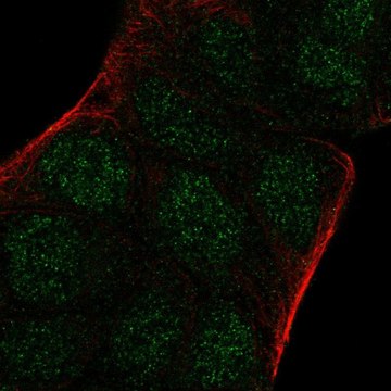 Anti-ARNT2 antibody produced in rabbit affinity isolated antibody, buffered aqueous glycerol solution