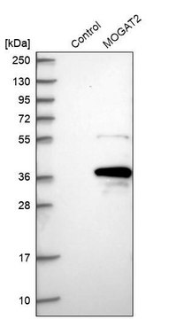 Anti-MOGAT2 antibody produced in rabbit Prestige Antibodies&#174; Powered by Atlas Antibodies, affinity isolated antibody, buffered aqueous glycerol solution