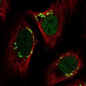 Anti-YIPF3 antibody produced in rabbit Prestige Antibodies&#174; Powered by Atlas Antibodies, affinity isolated antibody